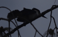 Todiramphus sordidus