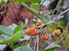 Erythrina poeppigiana