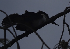 Todiramphus sordidus