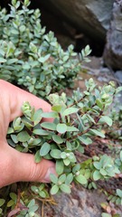 Veronica pinguifolia