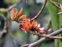 Erythrina poeppigiana