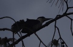 Todiramphus sordidus