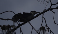 Todiramphus sordidus