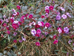 Andesanthus lepidotus