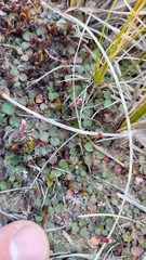 Lobelia linnaeoides