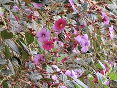 Andesanthus lepidotus