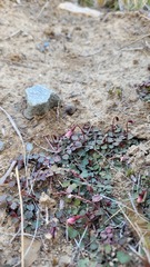Lobelia linnaeoides