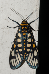 Aglaomorpha plagiata
