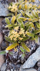 Anisotome flexuosa