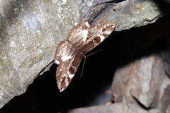 Erebus terminitincta