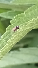 Poecilohetaerus aquilus