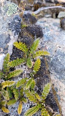 Anisotome flexuosa