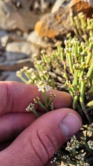 Veronica quadrifaria