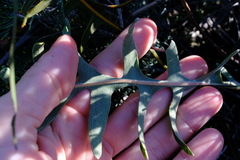 Banksia chamaephyton