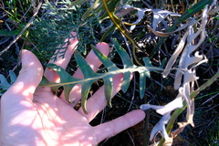 Banksia chamaephyton