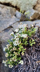 Veronica quadrifaria