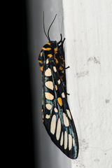 Aglaomorpha plagiata