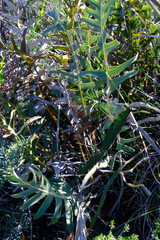 Banksia chamaephyton