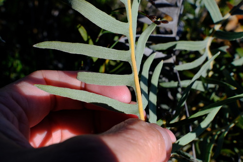 Image of Banksia chamaephyton by (c) Peter Crowcroft, some rights reserved (CC BY)