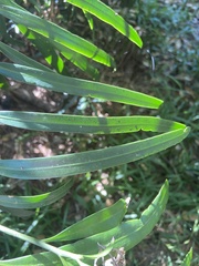 Podocarpus grayae