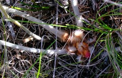 Banksia chamaephyton