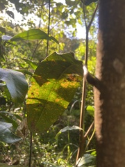 Buchanania arborescens