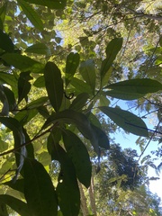 Buchanania arborescens