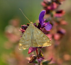Sitochroa verticalis