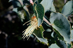 Hakea conchifolia