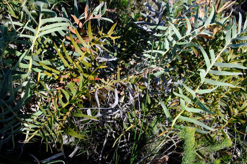 Image of Banksia chamaephyton by (c) Peter Crowcroft, some rights reserved (CC BY)