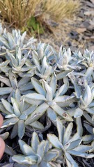 Celmisia angustifolia