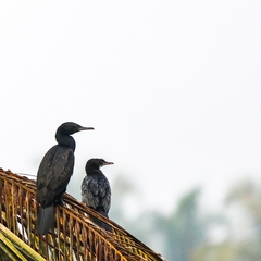 Phalacrocorax fuscicollis