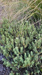 Veronica buchananii