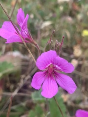 Pelargonium rodneyanum