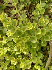 Crassula spathulata