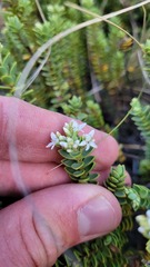 Veronica buchananii