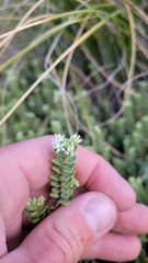 Veronica buchananii