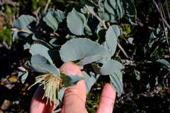 Hakea conchifolia