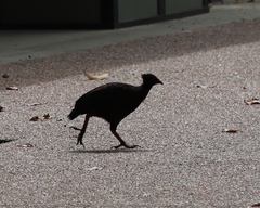 Megapodius reinwardt