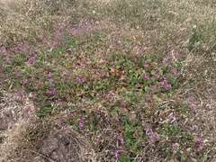 Pelargonium rodneyanum