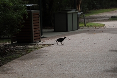 Megapodius reinwardt