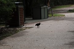 Megapodius reinwardt