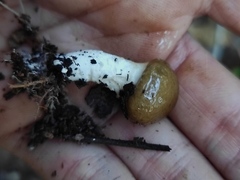 Limacella