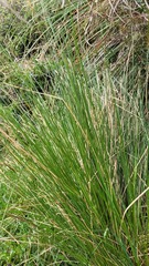 Poa cita