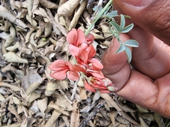 Indigofera complanata