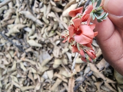 Indigofera complanata