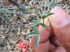 Indigofera complanata