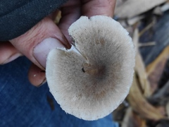 Coprinopsis melanthina