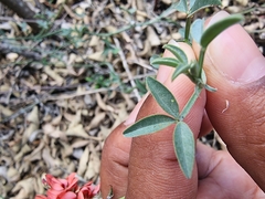 Indigofera complanata