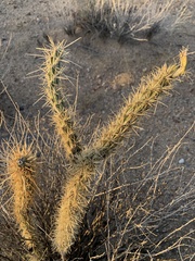 Cylindropuntia acanthocarpa